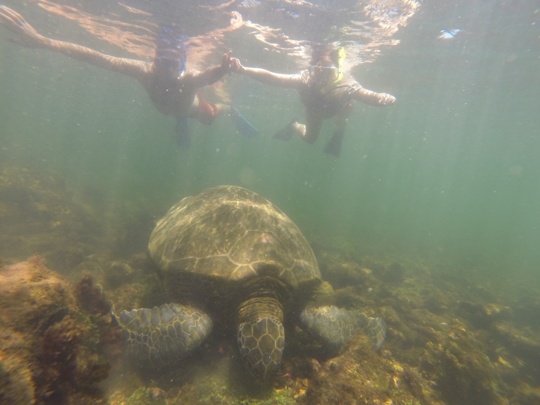 take a moment to appreciate the enormity of this female sea turtle.