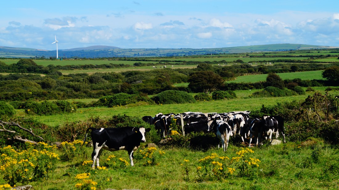 Pembrokeshire is also a bucolic paradise, with acres of rolling green farmland. The fields are full of hay bales and silage right to the cliff edge; agriculture sits side by side with the Celtic Sea.